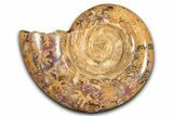 Jurassic Ammonite (Hemilytoceras) Fossil - Madagascar #349159-1